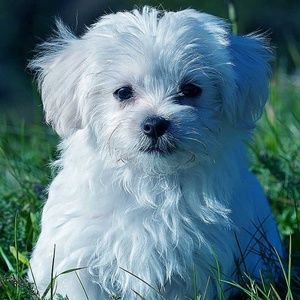 Meet your Posher, Sarita